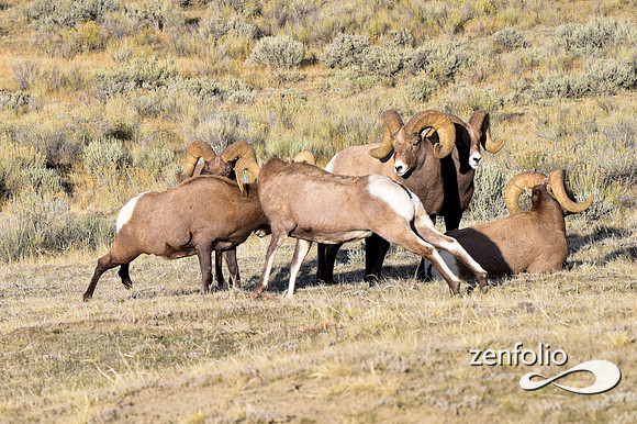 bighorn rams (8)