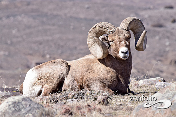 bighorn ram close up (2)