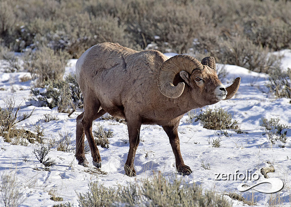 bighorn sheep (11)