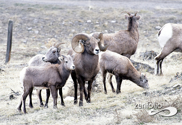 bighorn rams (7)