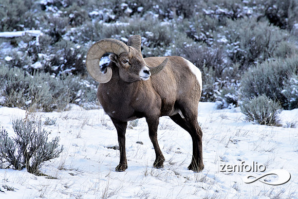 bighorn sheep (35)