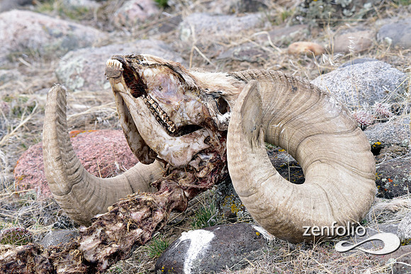 bighorn ram skeletal remains (3)