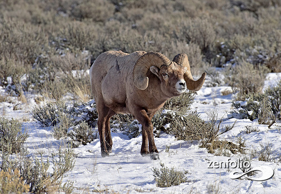 bighorn sheep (9)