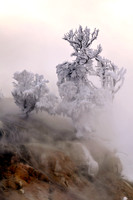 mammoth hot springs lower terrace in winter.