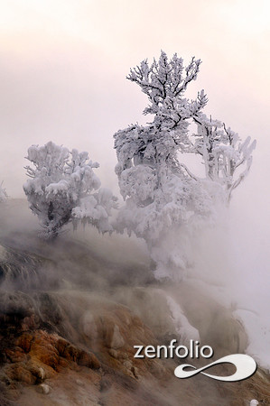 mammoth hot springs lower terrace in winter.