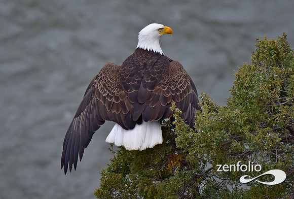 bald eagle (1)