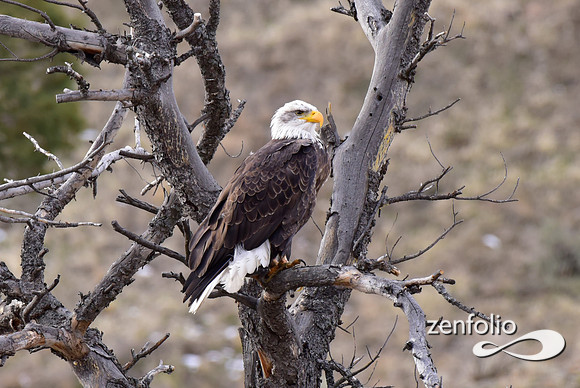 bald eagle (1)