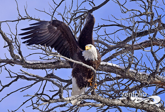 bald eagle (8)