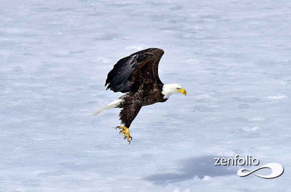 inflight bald eagle (3)