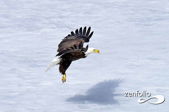 inflight bald eagle (11)