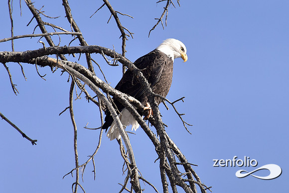 bald eagle