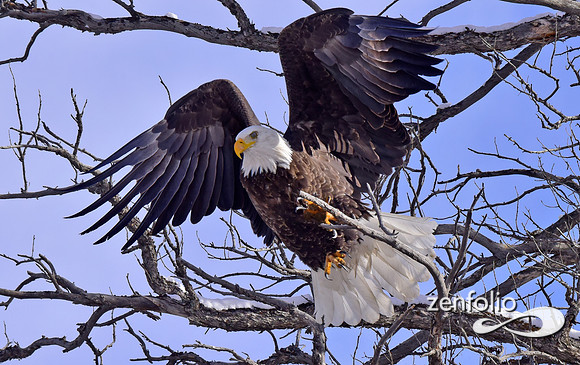 bald eagle (10)