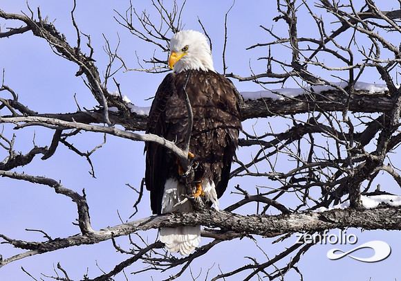 bald eagle (20)