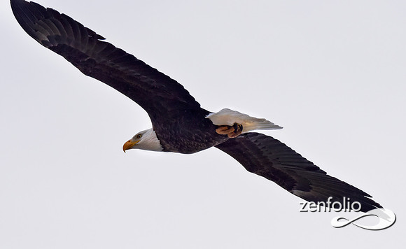 bald eagle