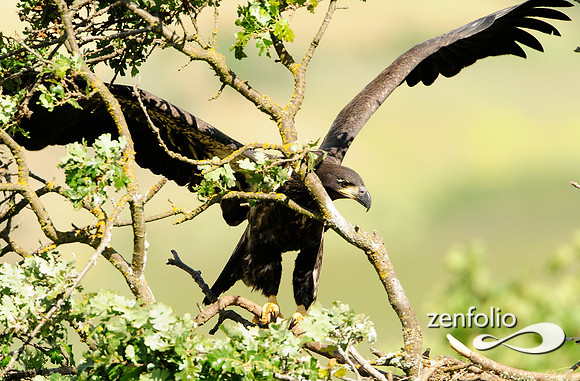 bald eagle.