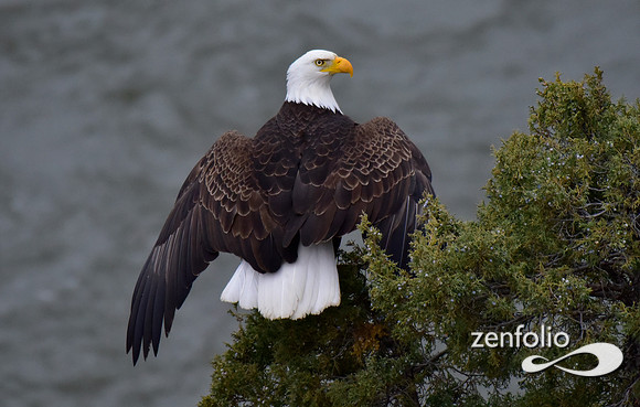 bald eagle (13)
