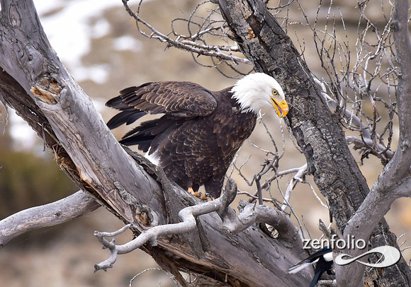 bald eagle (2)