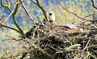 bald eagle.
