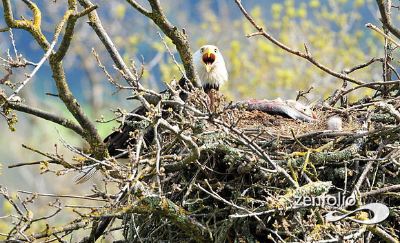 bald eagle.