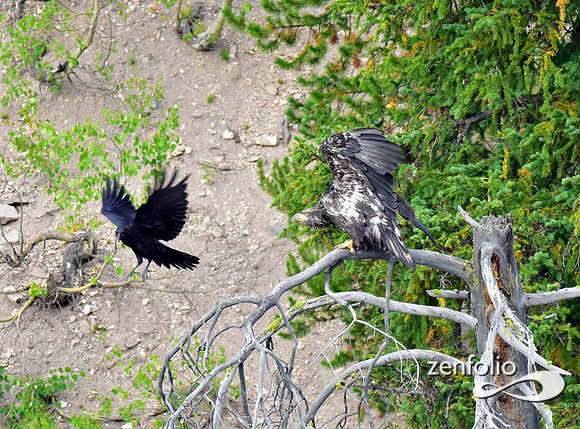 juvenile bald eagle