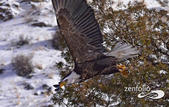 bald eagle (12)