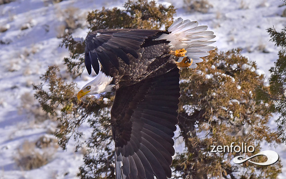 bald eagle (13)