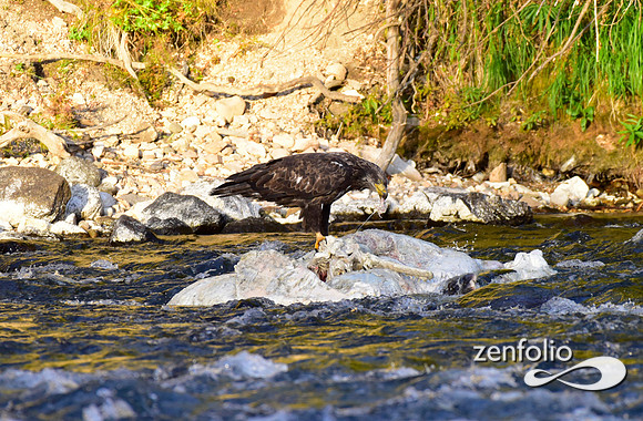 juvenile bald eagle (2)