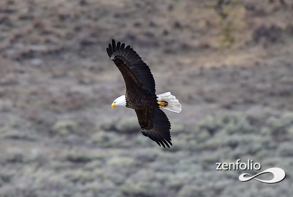 bald eagle (26)