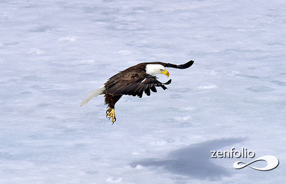 inflight bald eagle (4)