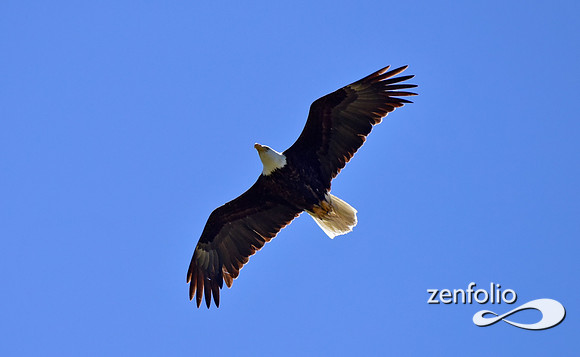 bald eagle
