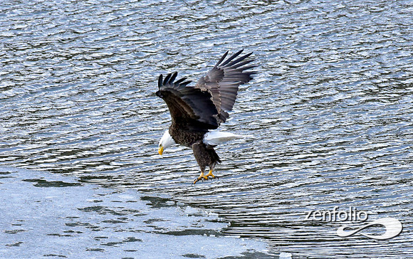 bald eagle (21)