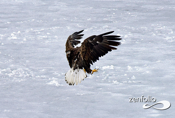 bald eagle (24)
