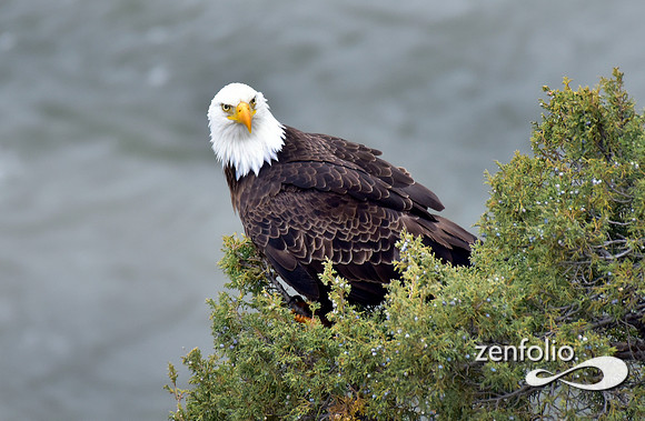 bald eagle (2)