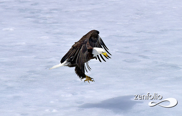 inflight bald eagle (5)