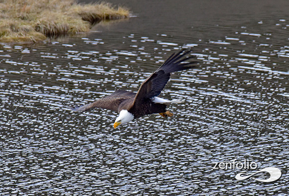bald eagle (29)