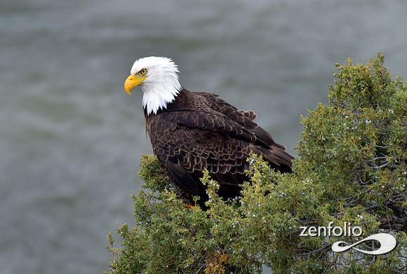 bald eagle (4)