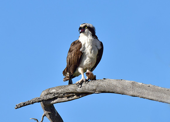 osprey eating a trout (4)