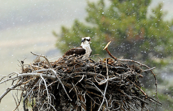 osprey nesting.