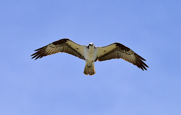 osprey in flight (8)