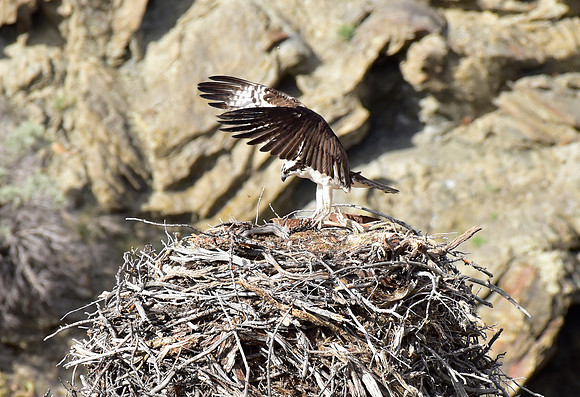 osprey nest (3)