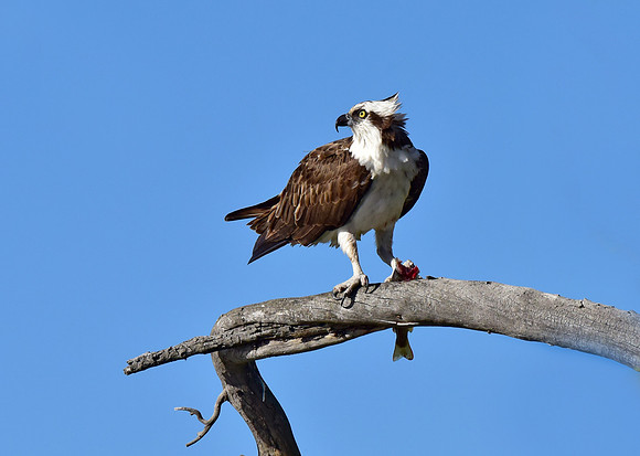 osprey eating a trout (1)