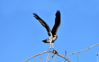 osprey (4)