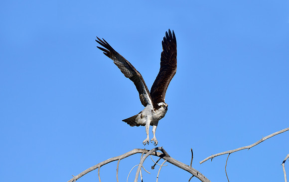 osprey (4)