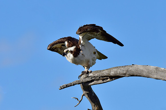 osprey taking flight. (6)