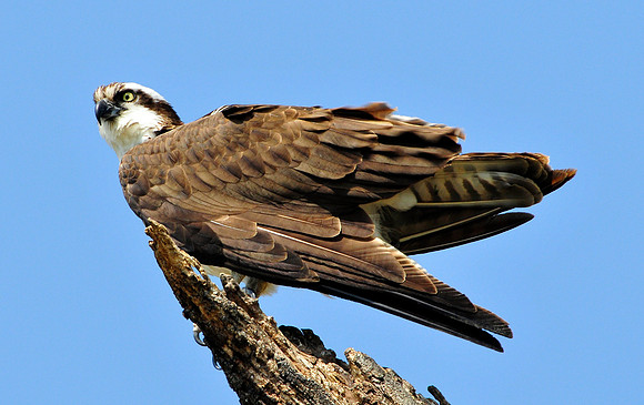 osprey