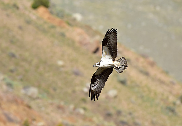 osprey nest (7)