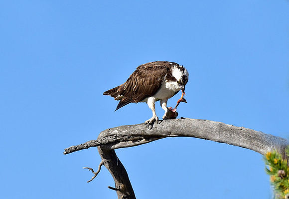 osprey eating a trout (2)