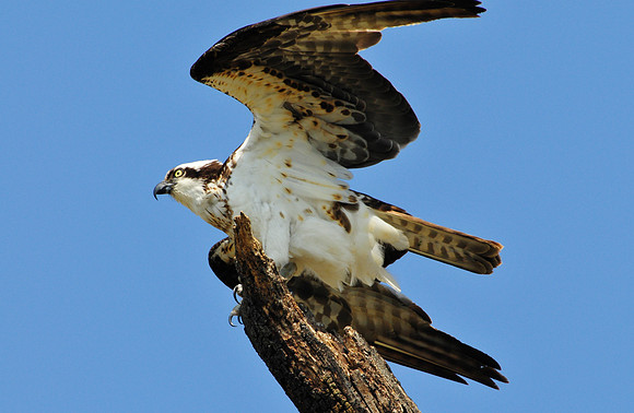 osprey