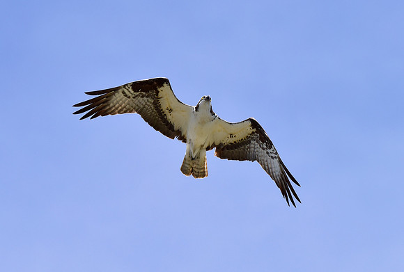 osprey in flight (7)