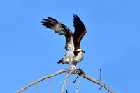 osprey (5)